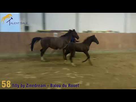 58 filly by Zinedream - Balou du Rouet