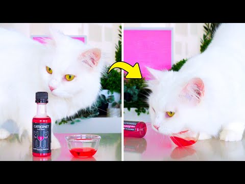 Do Cats Like Liquid Catnip? - YouTube