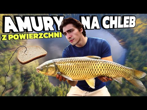 How to Catch Grass Carp from the Surface? | LIFETIME TENCH