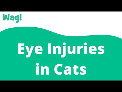 Eye Injuries in Cats | Wag!
