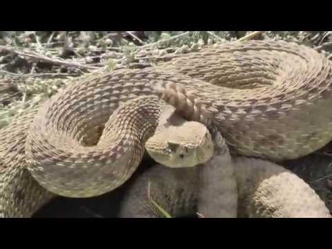 Dinosaur Provincial Park - Rattlesnakes
