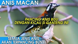 Download lagu ANIS MACAN GACOR BELAJAR NGEROL, COCOK UNTUK ANIS MACET BOSQUE! mp3