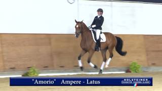 Video koně Amorio 2