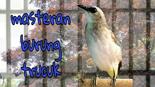 Download lagu trucukan bbc panjang cocok buat masteran trucuk belajar bunyi / bahan [[ bird masteran mp3