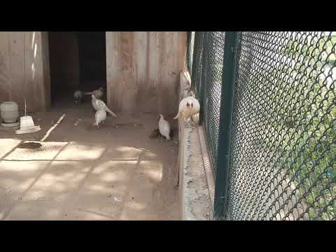 How to start  white pheasants farming