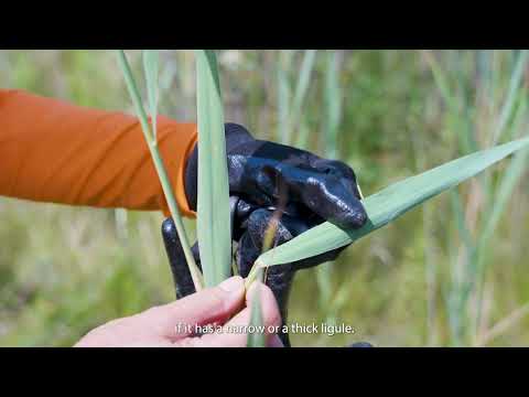 Phragmite Education thumbnail