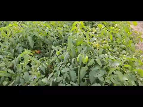 plantio de tomate,  abobrinha, quiabo e maxixe. produção JG Agrícola Tacaimbó Pernambuco Brasil.