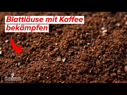 Blattläuse mit Kaffee bekämpfen - So einfach könnt ihr einem Blattlausbefall vorbeugen!