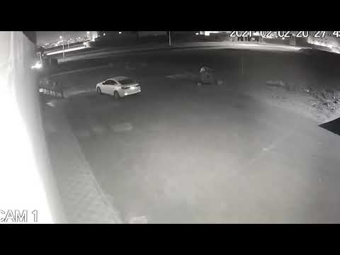 بعد فاجعة الطفلة شهد .. شاهد بالفيديو كلاب تهاجم طفل في تبوك