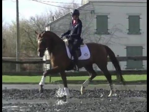 2016 KWPN stallion with gorgeous talent ! 169 cm www.sporthorses-online.com