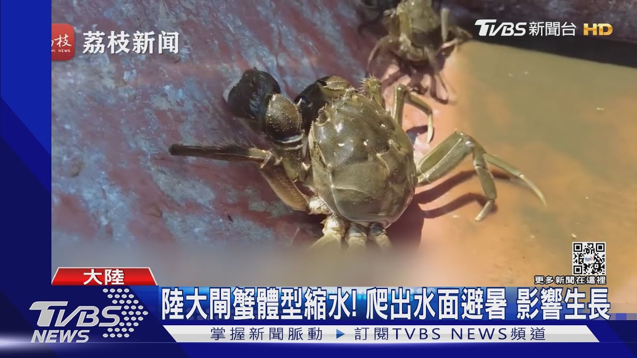 陸極端高溫　害大閘蟹體型縮水　「南旱北澇」穀物難豐收