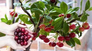 How to grow, Fertilizing, And Harvesting Cherry In Pots | Grow Fruits at Home - Gardening tips