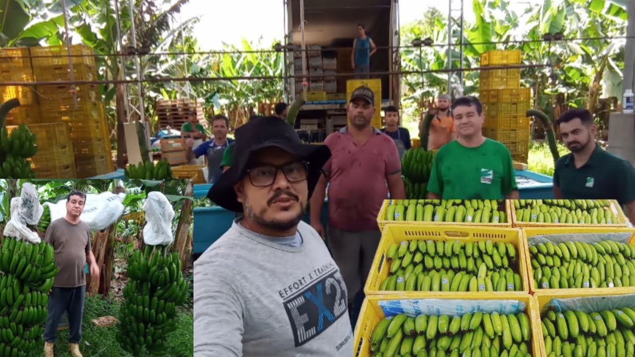 o trabalho incrível no processo de embalagens de bananas