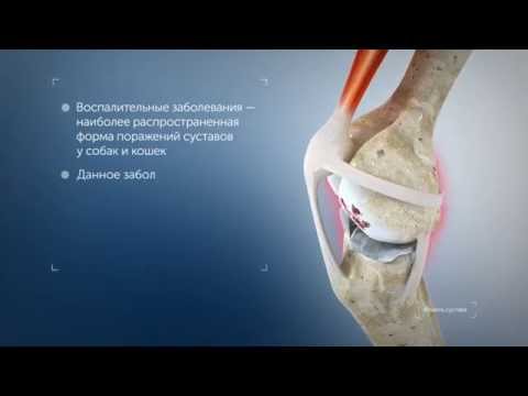 Лечение позвоночника отзывы ростов на дону Ихтиоловая мазь при болях в суставах
