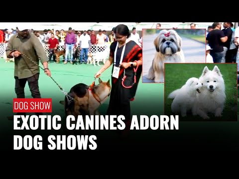 Furries Making Their Move At Dog Shows In Bhubaneswar, Guwahati | Zee News English