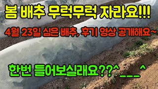 배추 농사 잘 짓는 법!! 봄 배추 이렇게 무럭무럭 컸어요^_^ 중간 과정 공개합니다!! 배추 달아 달아 밝…
