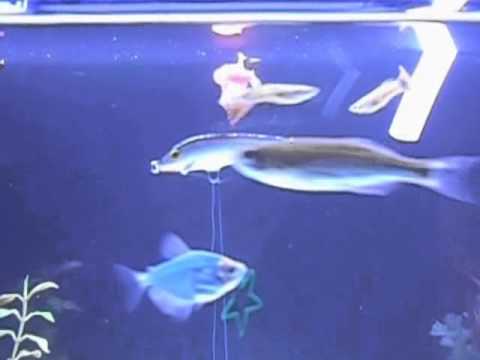 Tropical Fish do Play, Watch How Cool!