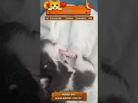 Vídeo de 3 gatos 