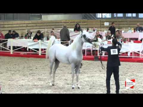 N.99 AJA ANDREAS - DEAUVILLE 2015 - Stallion 4-7 years old (Class 10)