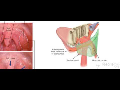 Palatoglossus muscle