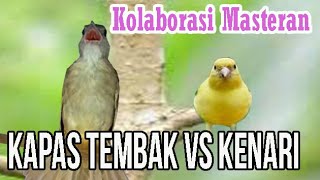 Download lagu Kolaborasi Masteran Kapas Tembak Vs Kenari mp3