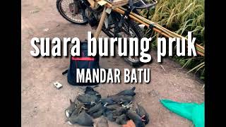 Download lagu Andalan suara burung mandar batu/pruk 2021 mp3