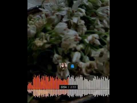 Chi minii tsetseg -  M ' Neo lyrics #official song