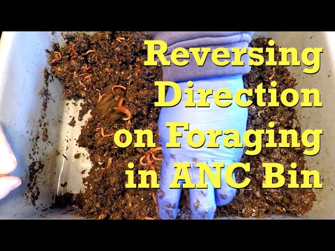 Foraging in ANC worm bin stopped to allow for continued composting - vermicompost