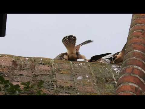 Turmfalken mit Beute