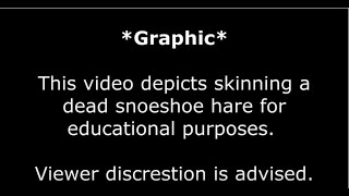 How to Skin a Snowshoe Hare