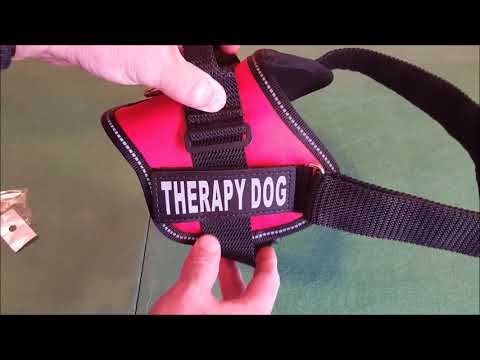 download lagu mp3 mp4 Emotional Service Animal Vest, download lagu Emotional Service Animal Vest gratis, unduh video klip Emotional Service Animal Vest