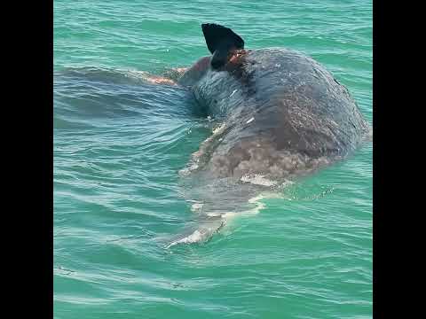 Cachalote muerto en costas de Pinar del Río #ballena #pinardelrío #cachalote #muerte
