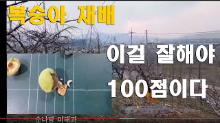 [복숭아재배] 고품질 복숭아 생산 기술 이걸잘해야 100점이다