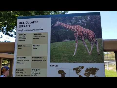 Baltimore Zoo - Reticulated Giraffe