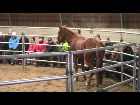 Mimosa ja Kari Vepsä 14.4.2012