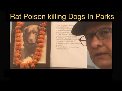 Rat Poison Killing Dogs In Parks