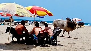 ГОА - ПЛЯЖ ВАГАТОР. ОЧЕНЬ КРАСИВО! ЦЕНЫ НА ЕДУ. ОТДЫХ В ИНДИИ.