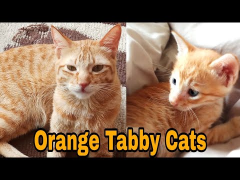 Thing's you didn't know about Orange Cats - Ginger Cats- Different tabby configurations!
