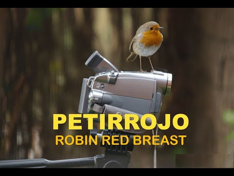 Petirrojo ( Erithacus rubecula ) Robin