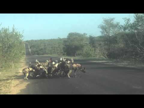 download lagu mp3 mp4 Wild Dogs In Kruger National Park, download lagu Wild Dogs In Kruger National Park gratis, unduh video klip Wild Dogs In Kruger National Park