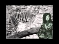tame my tiger t.rex