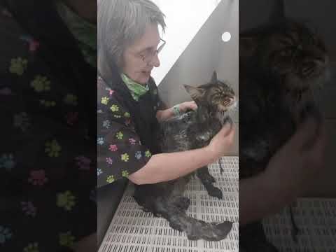 Wash Maine Coon cat / talking mat removals