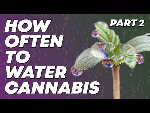 How often to water Cannabis Plants? Part 2: Methods & Tips