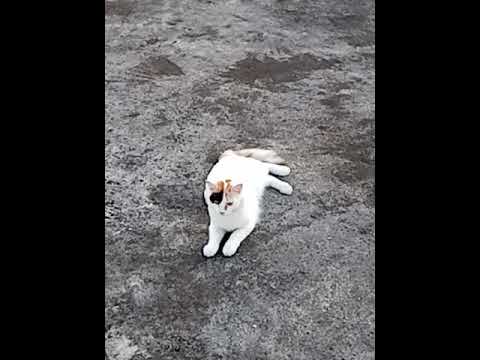 Cute Cat... Cut moments....