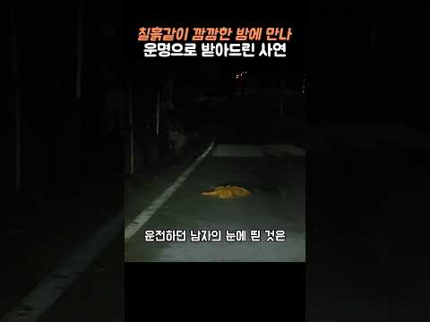 운명같은 만남이 실제로 있나 보네요 #강아지 #강아지쇼츠 #운명 #반려동물