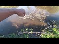 Memancing Ikan Bulan Di Kg Bagan Sungai Pulai