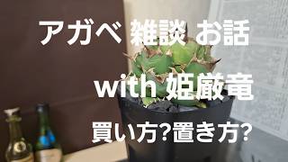 アガベ 雑談  with 姫厳竜　置き方？買い方？　ラジオ　ポッドキャスト