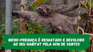 Bicho-preguiça é resgatado e devolvido ao seu habitat pela GCM de Santos