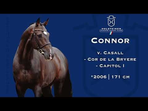 Holsteiner Verbandshengste 2023 | Connor