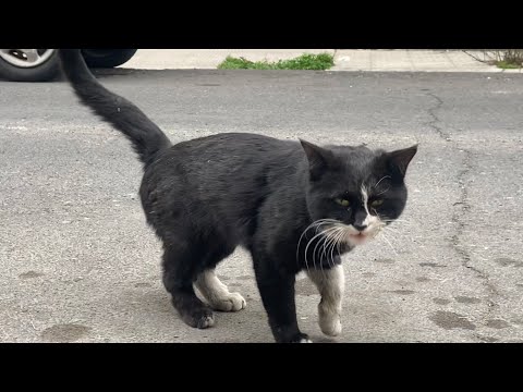 This stray cat injured his hand